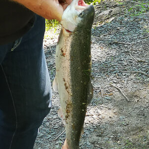 Harasjömåla Fiskecamp14.jpg