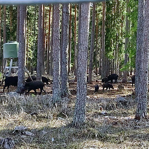 Kosta Safaripark 7.jpeg