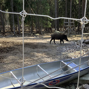 Kosta Safaripark 3.jpeg