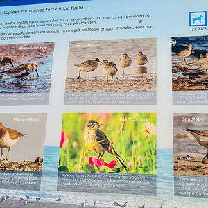 Ølsemagle Revle 3.jpg